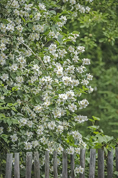547214 - Sweet mock orange (Philadelphus coronarius)
