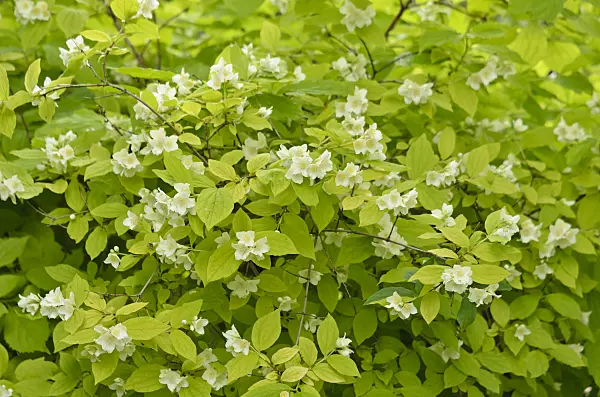 533468 - Sweet mock orange (Philadelphus coronarius 'Aureus')