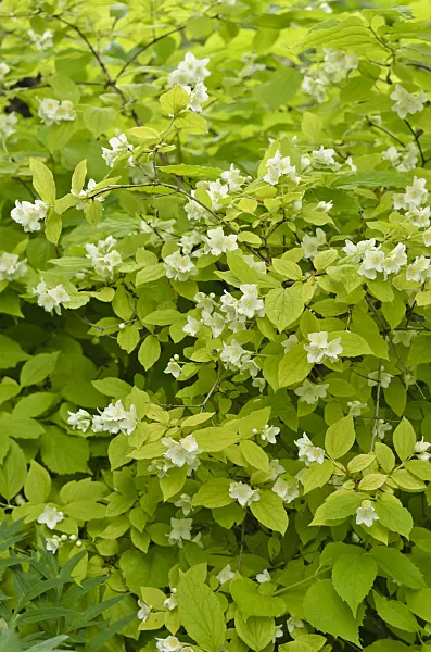 533469 - Sweet mock orange (Philadelphus coronarius 'Aureus')