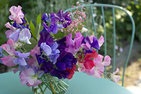 452111 - Sweet pea (Lathyrus odoratus)
