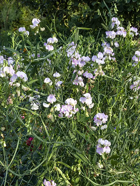 463150 - Sweet pea (Lathyrus odoratus)