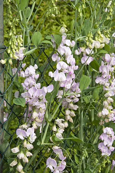 486006 - Sweet pea (Lathyrus odoratus)