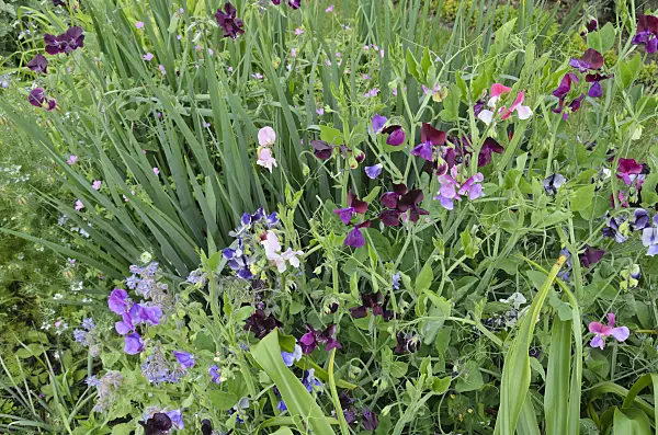 521345 - Sweet pea (Lathyrus odoratus)