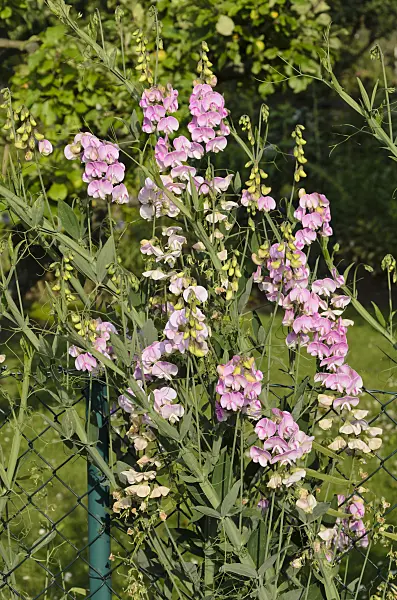 534182 - Sweet pea (Lathyrus odoratus) at a garden fence