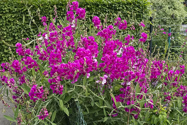 534258 - Sweet pea (Lathyrus odoratus) at a garden fence