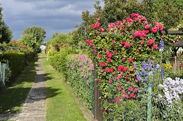 534032 - Sweet pea (Lathyrus odoratus), rose (Rosa) and larkspur (Delphinium) in an allotment garden