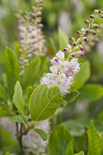 511213 - Sweet pepper bush (Clethra alnifolia)