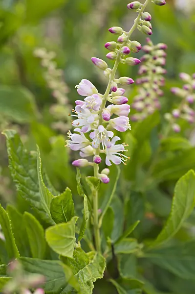 511214 - Sweet pepper bush (Clethra alnifolia)