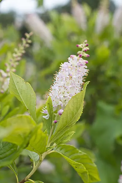 511215 - Sweet pepper bush (Clethra alnifolia)