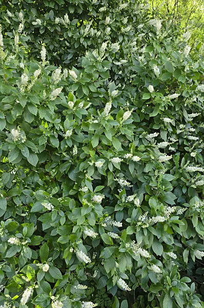 523115 - Sweet pepper bush (Clethra alnifolia)