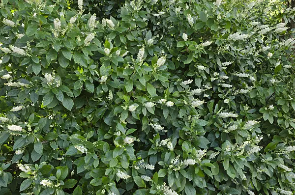 523116 - Sweet pepper bush (Clethra alnifolia)