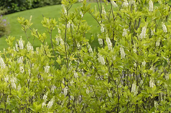 571025 - Sweet pepper bush (Clethra alnifolia)