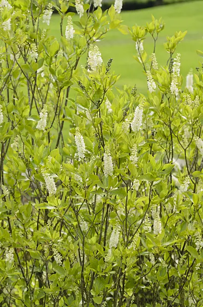 571026 - Sweet pepper bush (Clethra alnifolia)