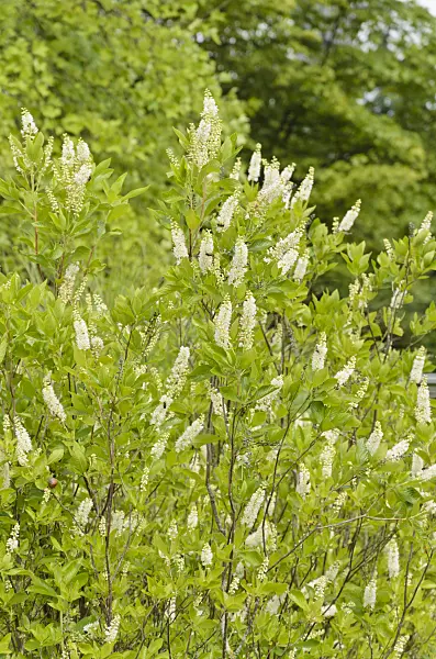 571027 - Sweet pepper bush (Clethra alnifolia)