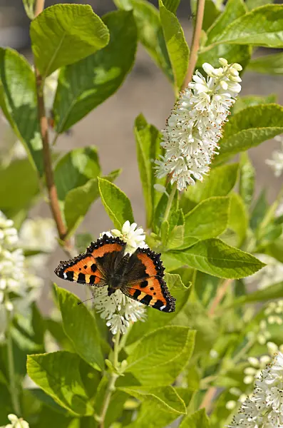 523158 - Sweet pepper bush (Clethra alnifolia) and small tortoiseshell (Aglais urticae)