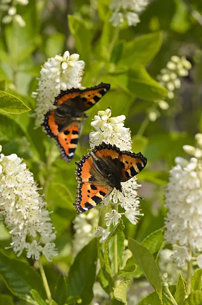 523159 - Sweet pepper bush (Clethra alnifolia) and small tortoiseshell (Aglais urticae)