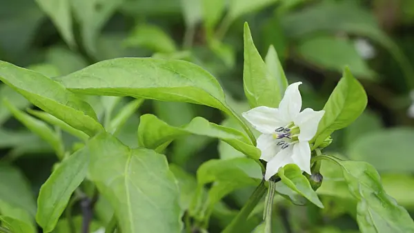 498290 - Sweet pepper (Capsicum)