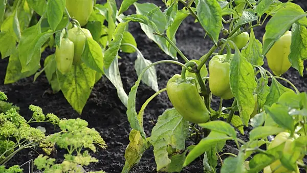 499145 - Sweet pepper (Capsicum)