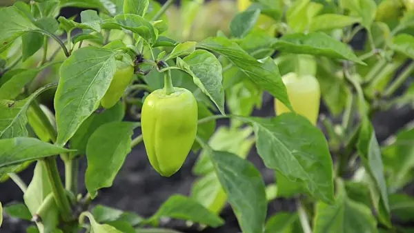 499146 - Sweet pepper (Capsicum)