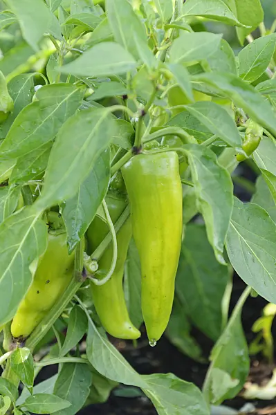 487280 - Sweet pepper (Capsicum annuum 'Feher')