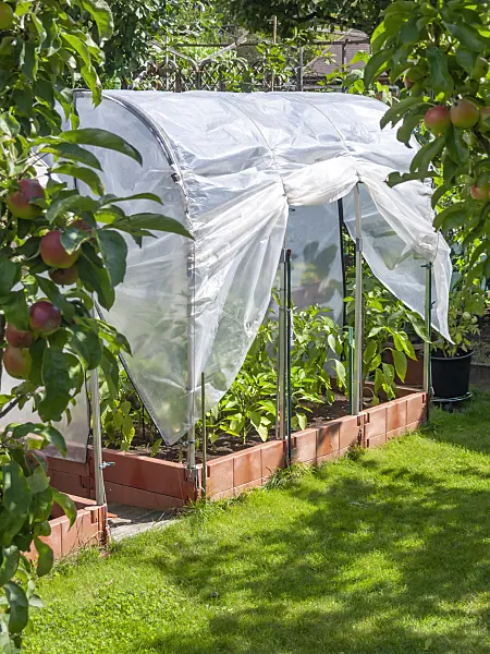 523295 - Sweet pepper (Capsicum) in a poly greenhouse
