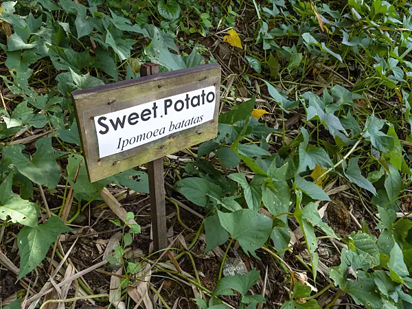 434184 - Sweet potato (Ipomoea batatas)