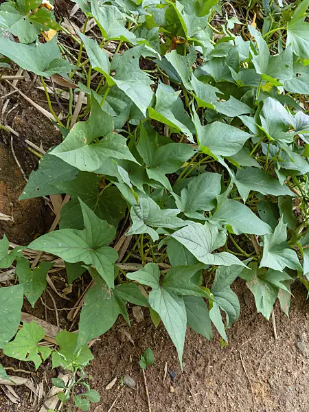 434185 - Sweet potato (Ipomoea batatas)