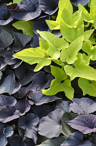 499165 - Sweet potato (Ipomoea batatas)