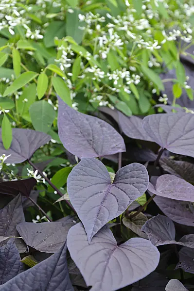 487224 - Sweet potato (Ipomoea batatas 'Black Heart') and spurge (Euphorbia hypericifolia 'Diamond Frost')