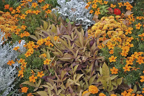 517090 - Sweet potato (Ipomoea batatas 'Sweet Caroline Bronze'), narrowleaf zinnia (Zinnia angustifolia 'Profusion Apricot') and silver groundsel (Senecio cineraria 'Silverdust')