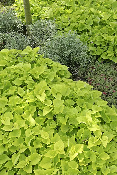 487218 - Sweet potato (Ipomoea batatas 'Sweet Caroline Sweetheart Light Green')