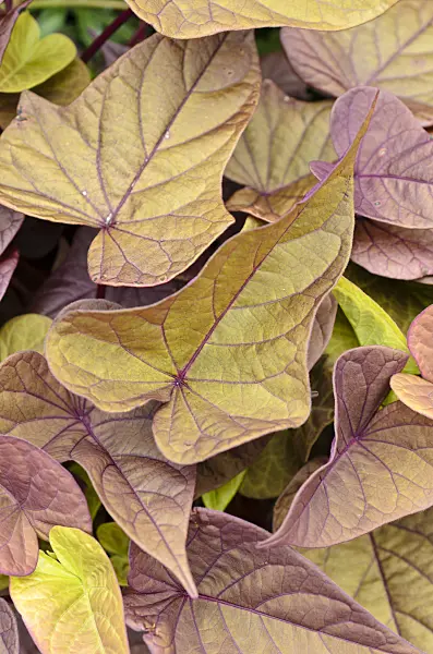 497027 - Sweet potato (Ipomoea batatas 'Sweet Caroline Sweetheart Red')