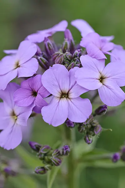 472095 - Sweet rocket (Hesperis matronalis)
