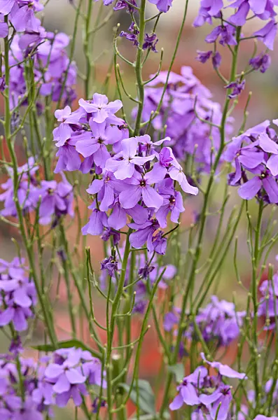 545081 - Sweet rocket (Hesperis matronalis)