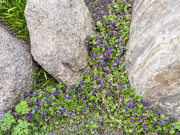 483057 - Sweet violet (Viola odorata)