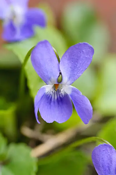 483096 - Sweet violet (Viola odorata)