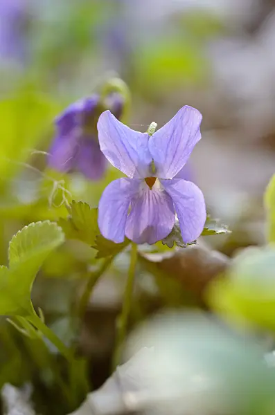 506066 - Sweet violet (Viola odorata)