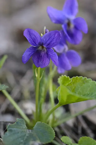 506067 - Sweet violet (Viola odorata)