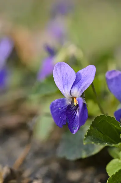 506081 - Sweet violet (Viola odorata)