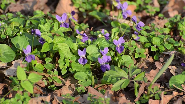 506098 - Sweet violet (Viola odorata)
