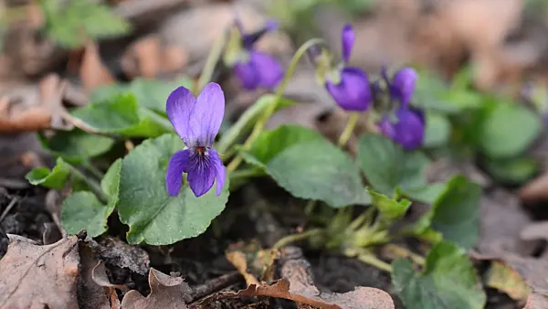 506099 - Sweet violet (Viola odorata)