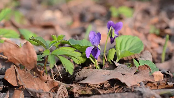 506100 - Sweet violet (Viola odorata)