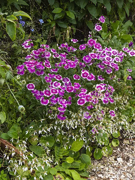 402170 - Sweet William (Dianthus barbatus)