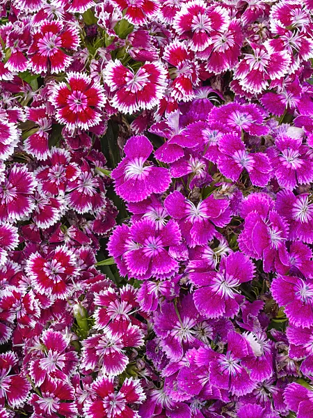 414066 - Sweet William (Dianthus barbatus)