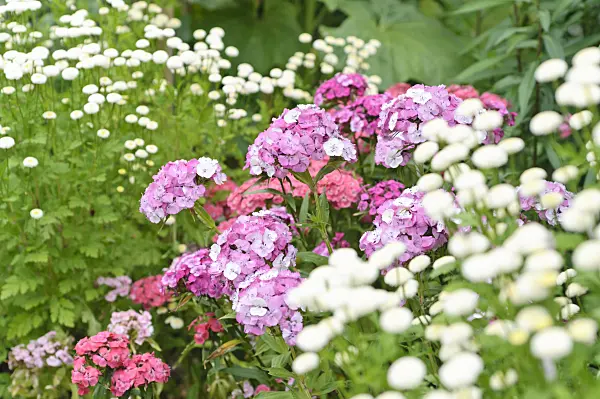 486067 - Sweet William (Dianthus barbatus)