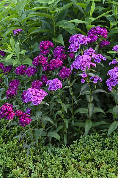 497225 - Sweet William (Dianthus barbatus)
