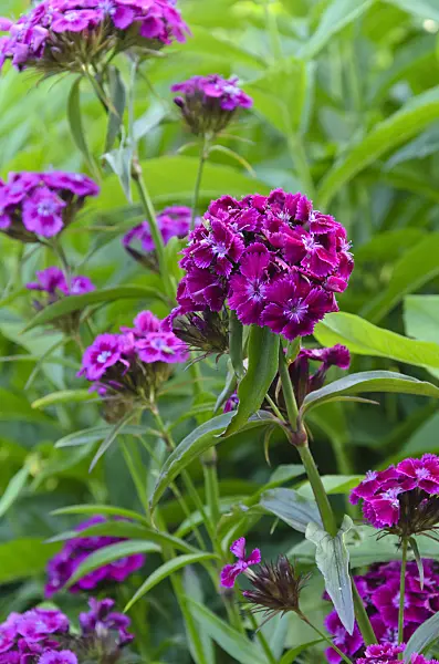 497226 - Sweet William (Dianthus barbatus)