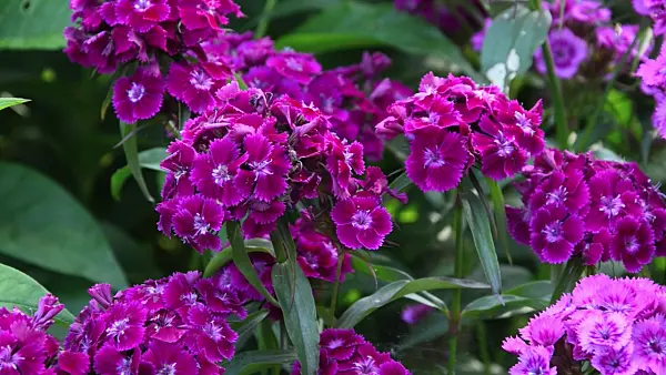 497249 - Sweet William (Dianthus barbatus)
