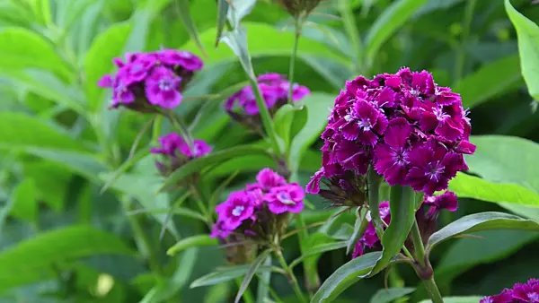 497250 - Sweet William (Dianthus barbatus)