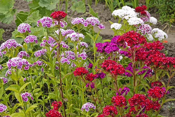 500188 - Sweet William (Dianthus barbatus)